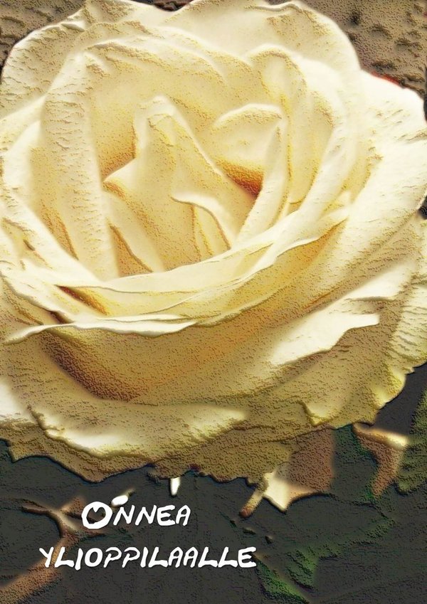 Onnea ylioppilaalle - Valkoinen ruusu Ylioppilaskortti