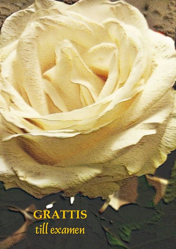 Grattis till examen - Valkoinen ruusu Onnittelukortti