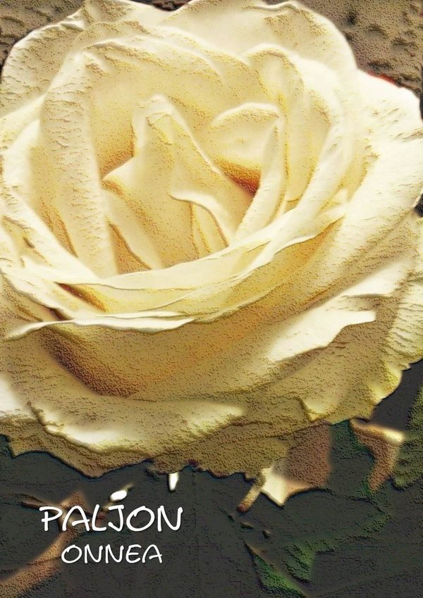 Paljon onnea - Valkoinen ruusu onnittelukortti