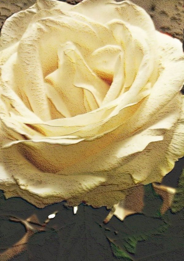 Valkoinen ruusu - iso onnittelukortti tekstitön