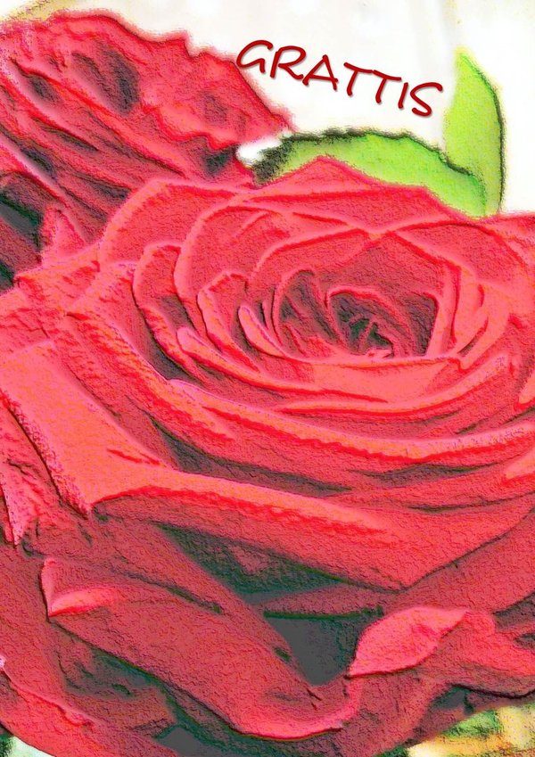 Grattis - Punainen ruusu onnittelukortti