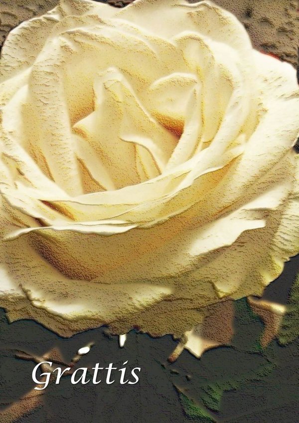 Grattis - Valkoinen ruusu onnittelukortti
